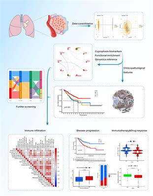 Cuproptosis-related signature predicts prognosis, immunotherapy efficacy, and chemotherapy sensitivity in lung adenocarcinoma